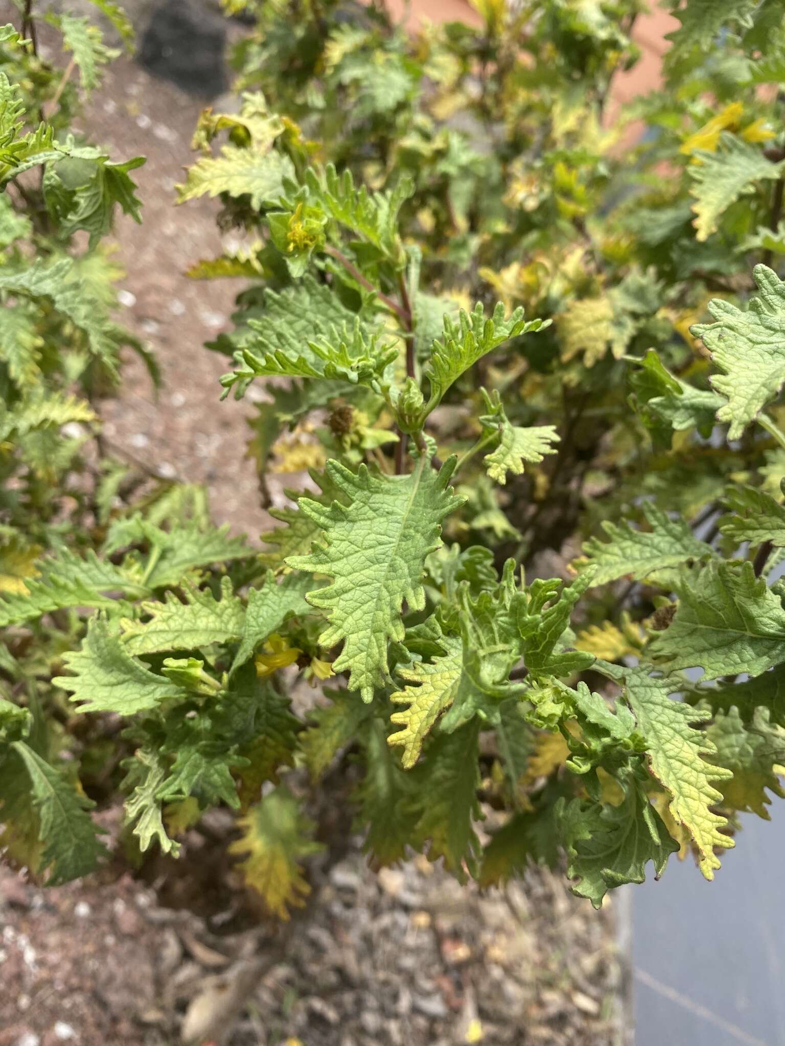 Lecocarpus darwinii H. Adsersen resmi