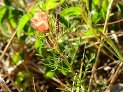 Image of Turnera sidoides subsp. pinnatifida (Juss. ex Poir.) M. M. Arbo