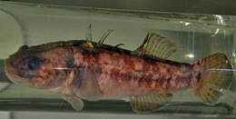 صورة Chaenogobius