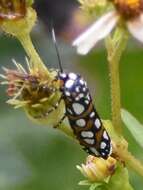 Sivun Cydosia nobilitella Cramer 1779 kuva