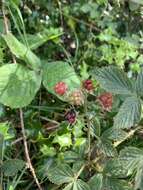 Image of Rubus sprengelii Weihe