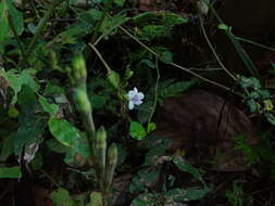 Image of Chinese violet