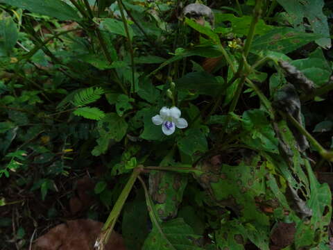 Image of Chinese violet