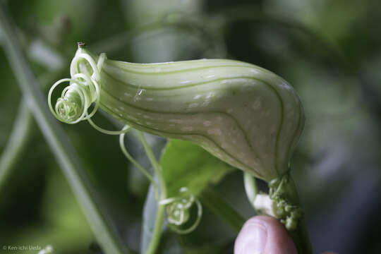 Image of Hanburia oerstedii (Cogn.) H. Schaef. & S. S. Renner