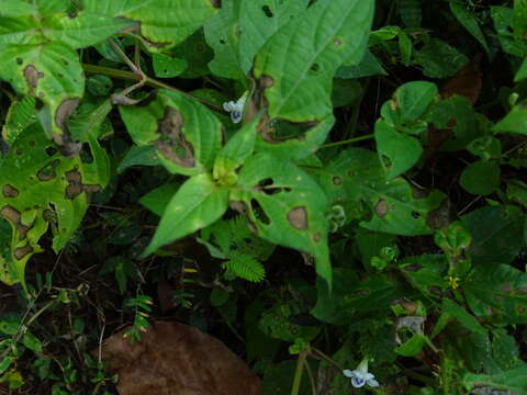 Image of Chinese violet