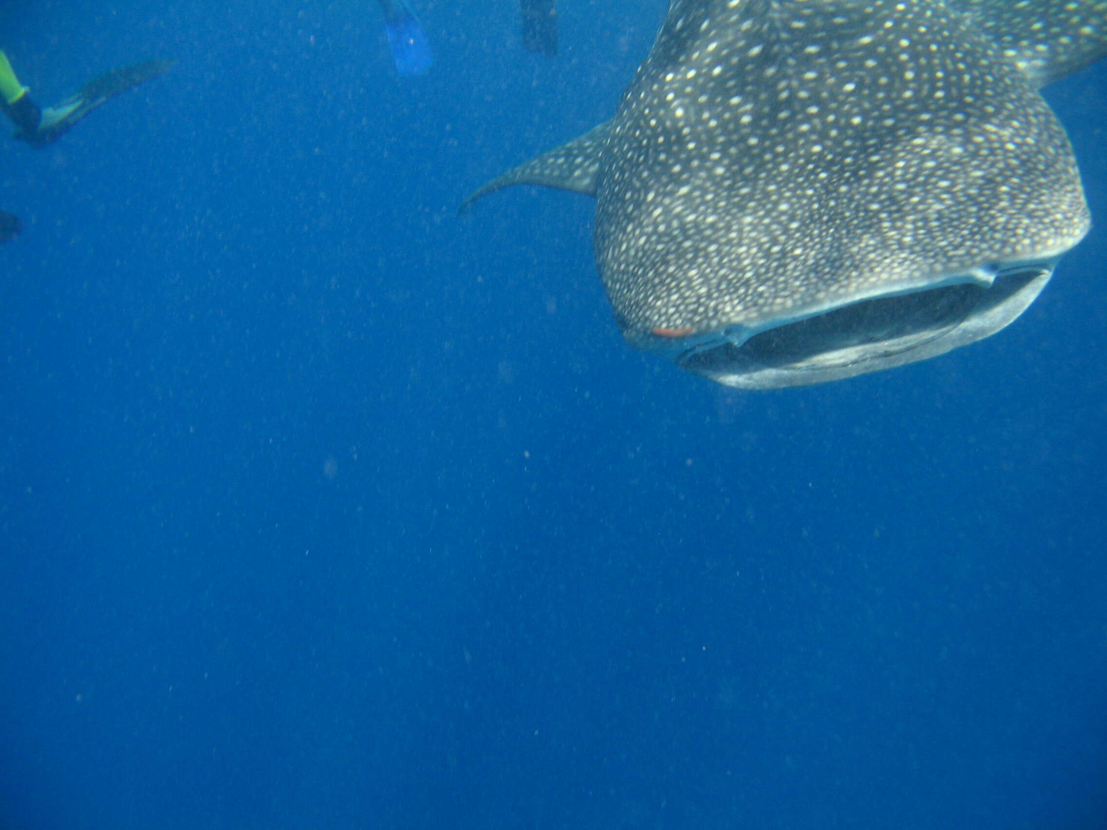 Image of whale sharks