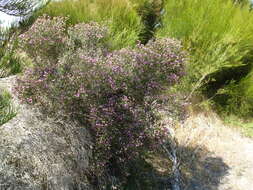 Image of Melaleuca cyathifolia Craven & R. D. Edwards