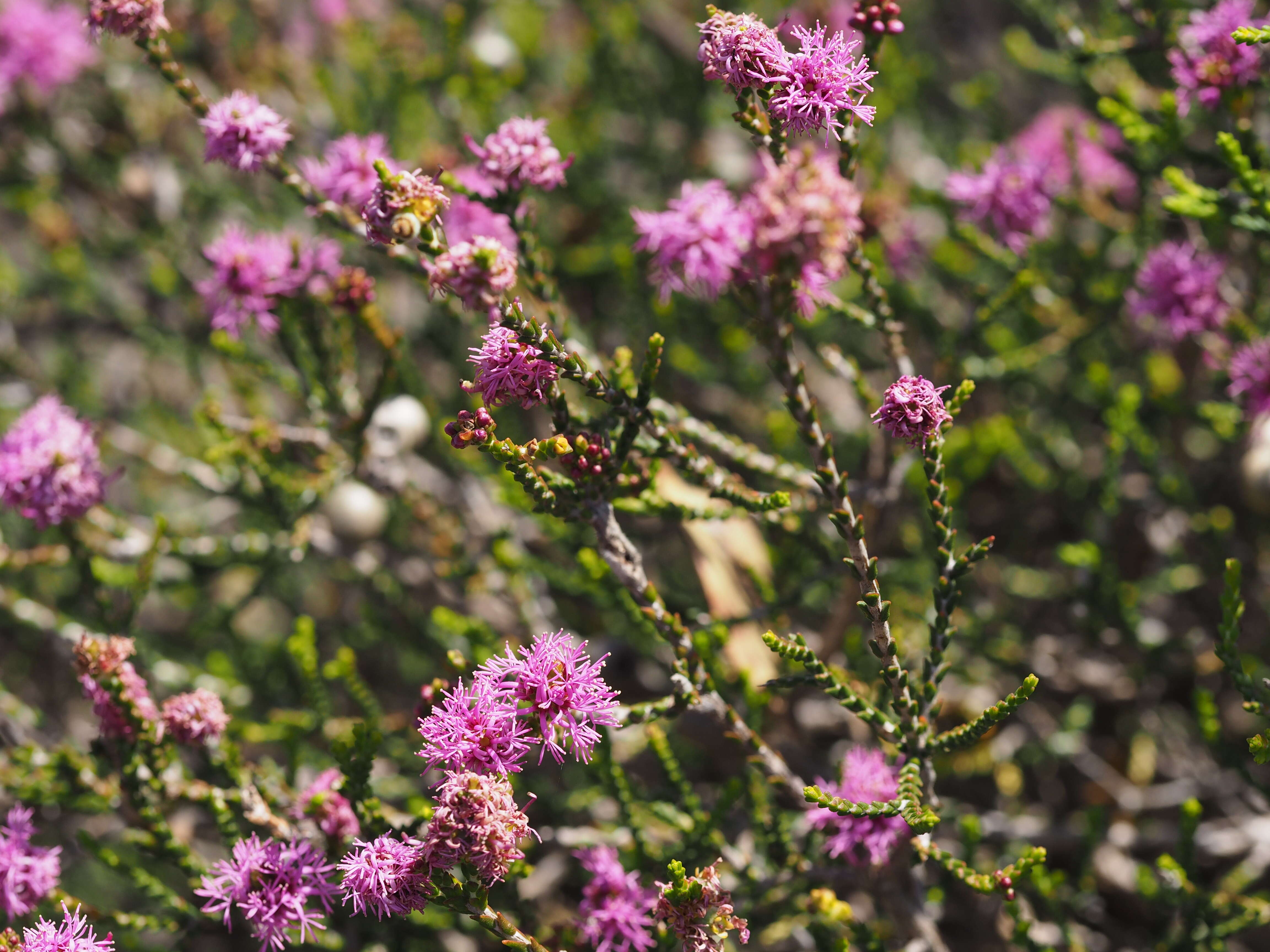 Image of Melaleuca cyathifolia Craven & R. D. Edwards