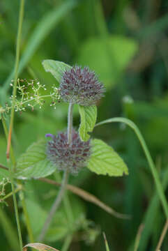 Image of wild basil