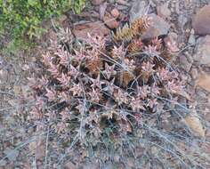 Image of Astroloba rubriflora (L. Bolus) Gideon F. Sm. & J. C. Manning