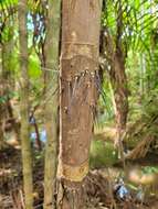 Bactris timbuiensis H. Q. B. Fern. resmi