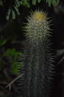 Image of Pilosocereus lanuginosus (L.) Byles & G. D. Rowley