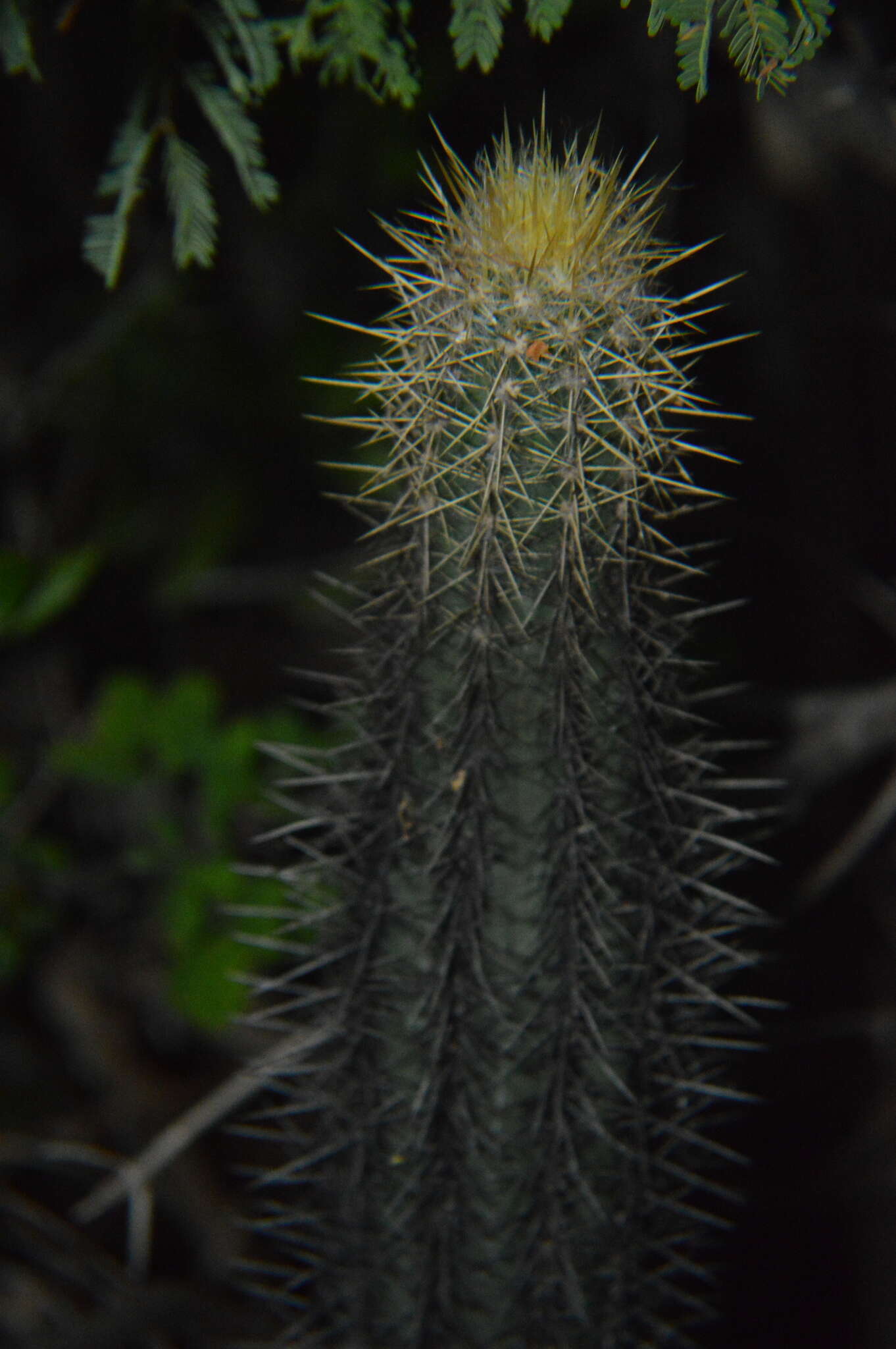 Image of Pilosocereus lanuginosus (L.) Byles & G. D. Rowley