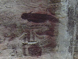 Image of Dugonginae Gray 1821