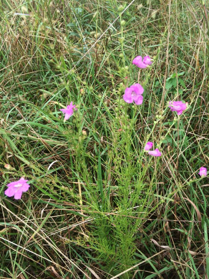 Image of purple false foxglove