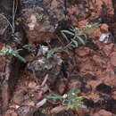 Image of Euphorbia selloi (Klotzsch & Garcke) Boiss.