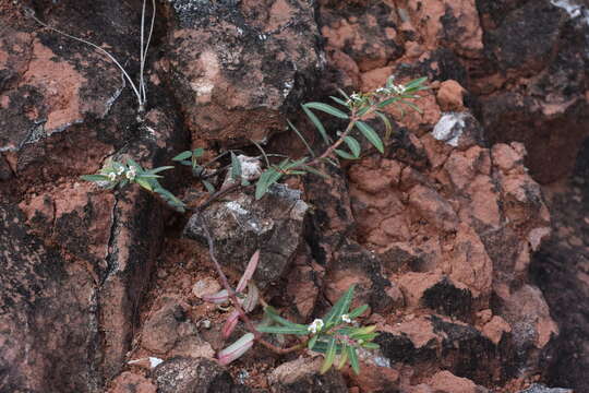 Sivun Euphorbia selloi (Klotzsch & Garcke) Boiss. kuva