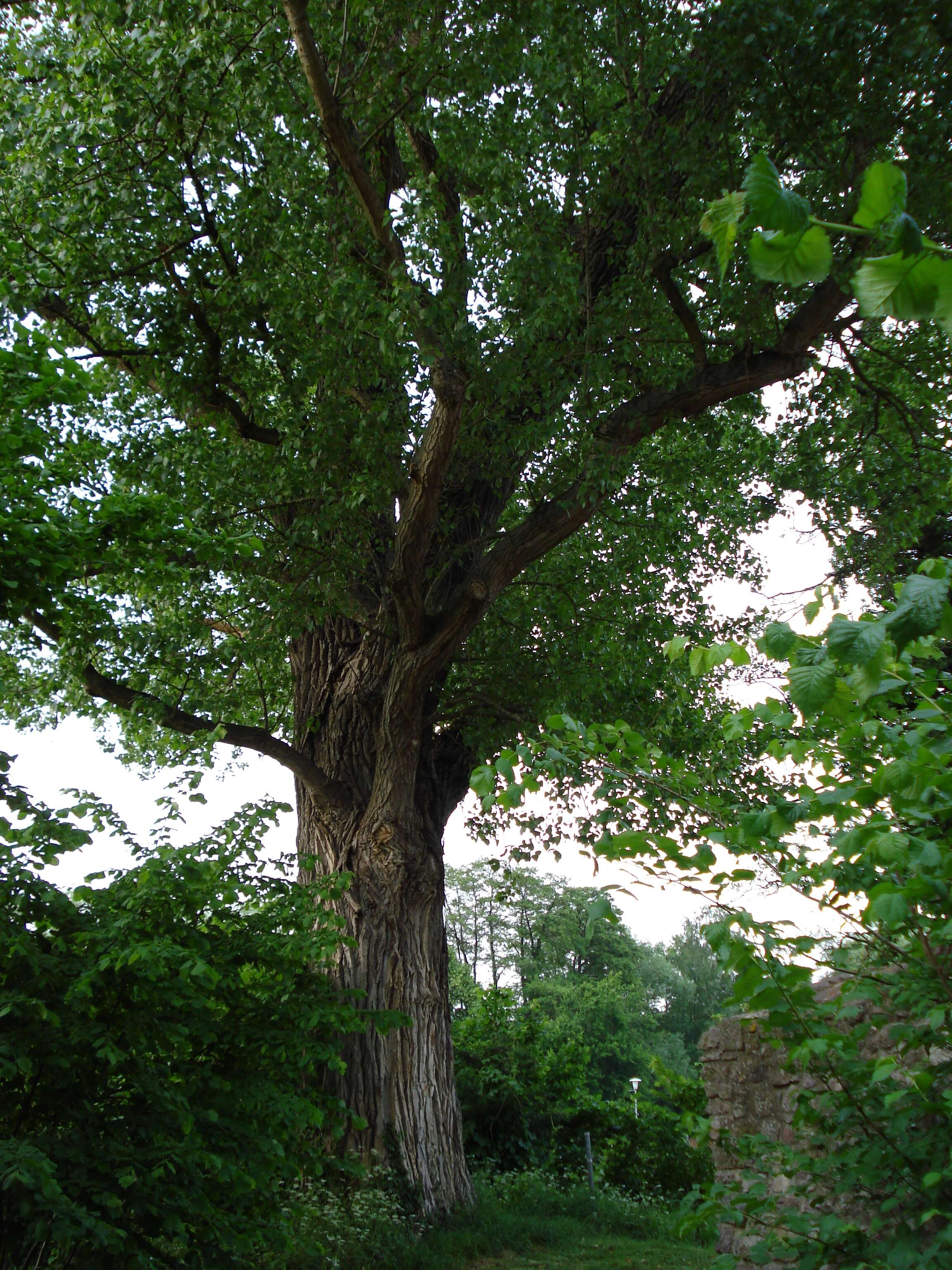 Image of Black Poplar