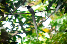 Image of Asian Paradise-Flycatcher