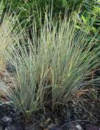 Image of blue oat grass