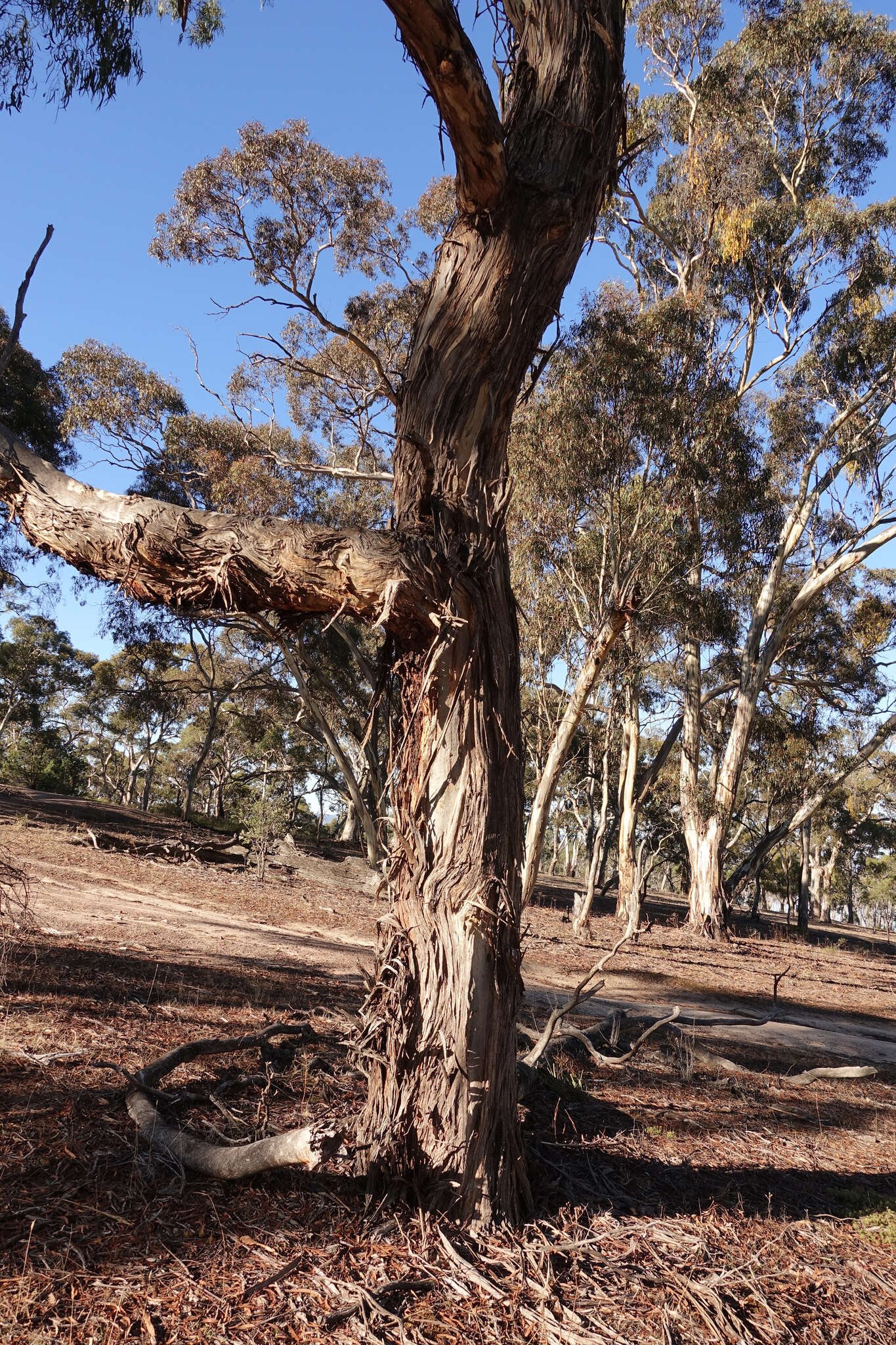 Eucalyptus melliodora A. Cunn. ex Schauer resmi