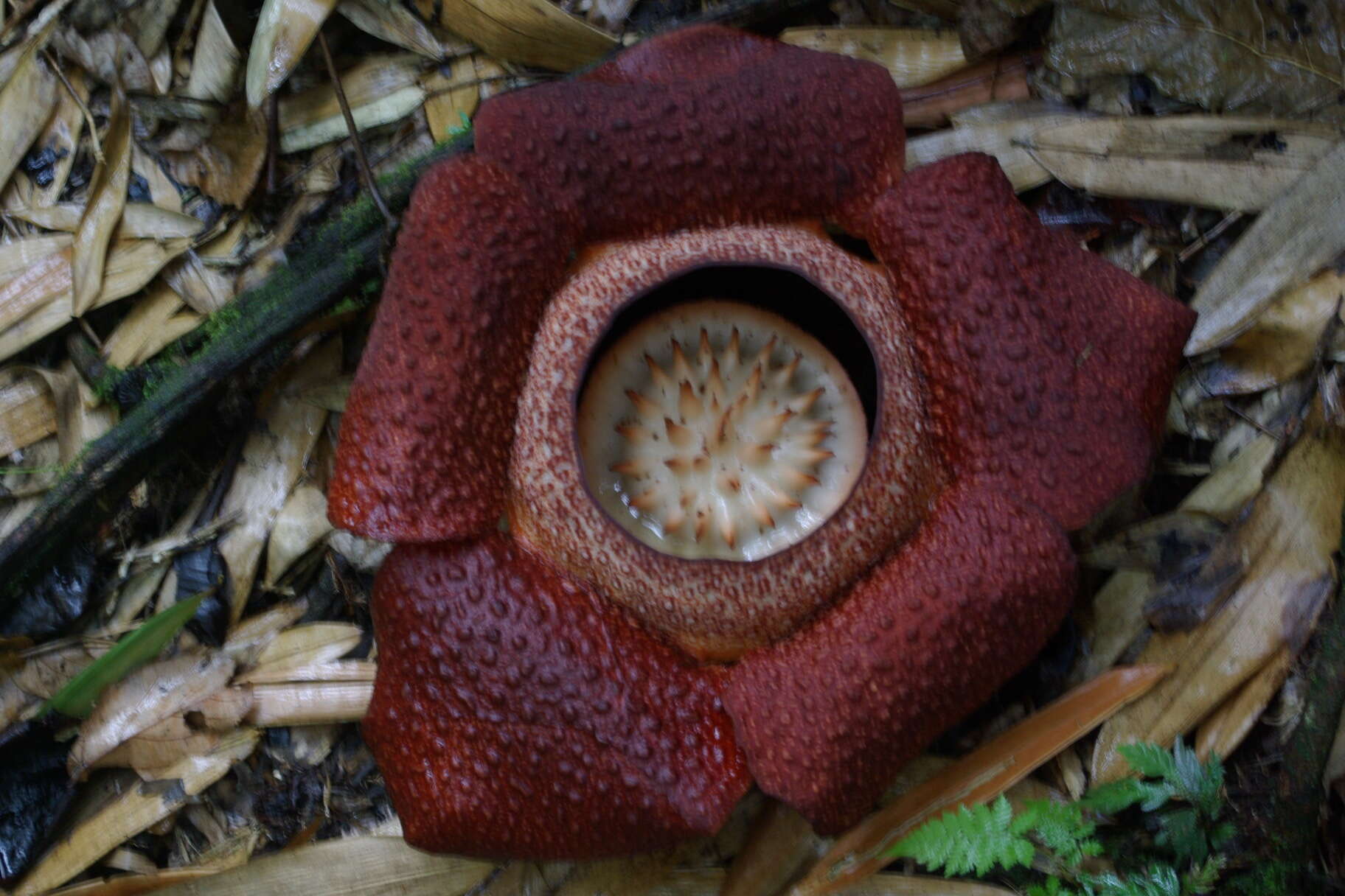 Image of Rafflesia keithii W. Meijer