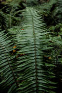 Sivun Polystichum munitum (Kaulf.) C. Presl kuva