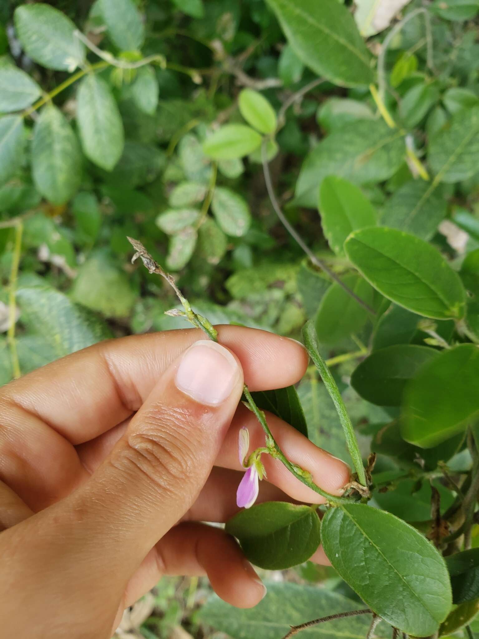 Image of Florida hammock milkpea