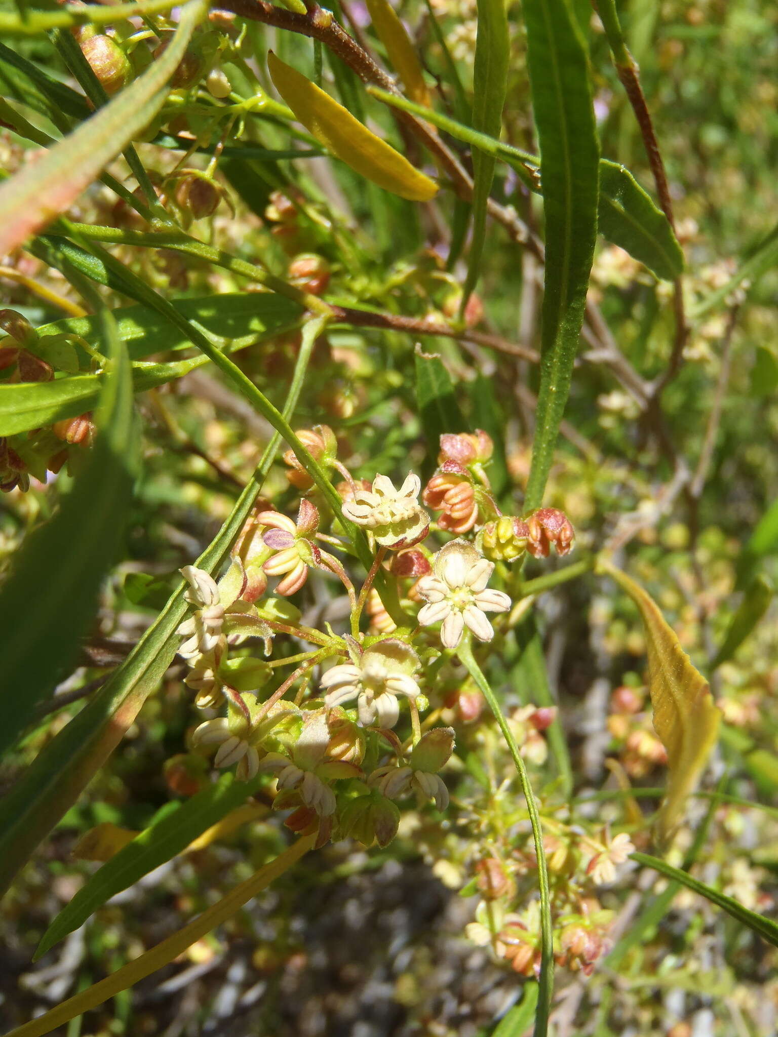 Image de Dodonaea viscosa subsp. angustifolia (L. fil.) J. G. West