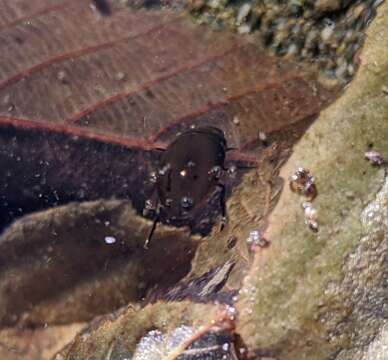 Image of Tropisternus (Tropisternus) affinis Motschulsky 1859