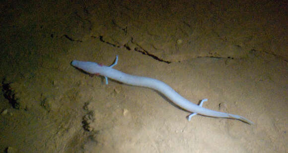 Image of Old World blind cave salamander