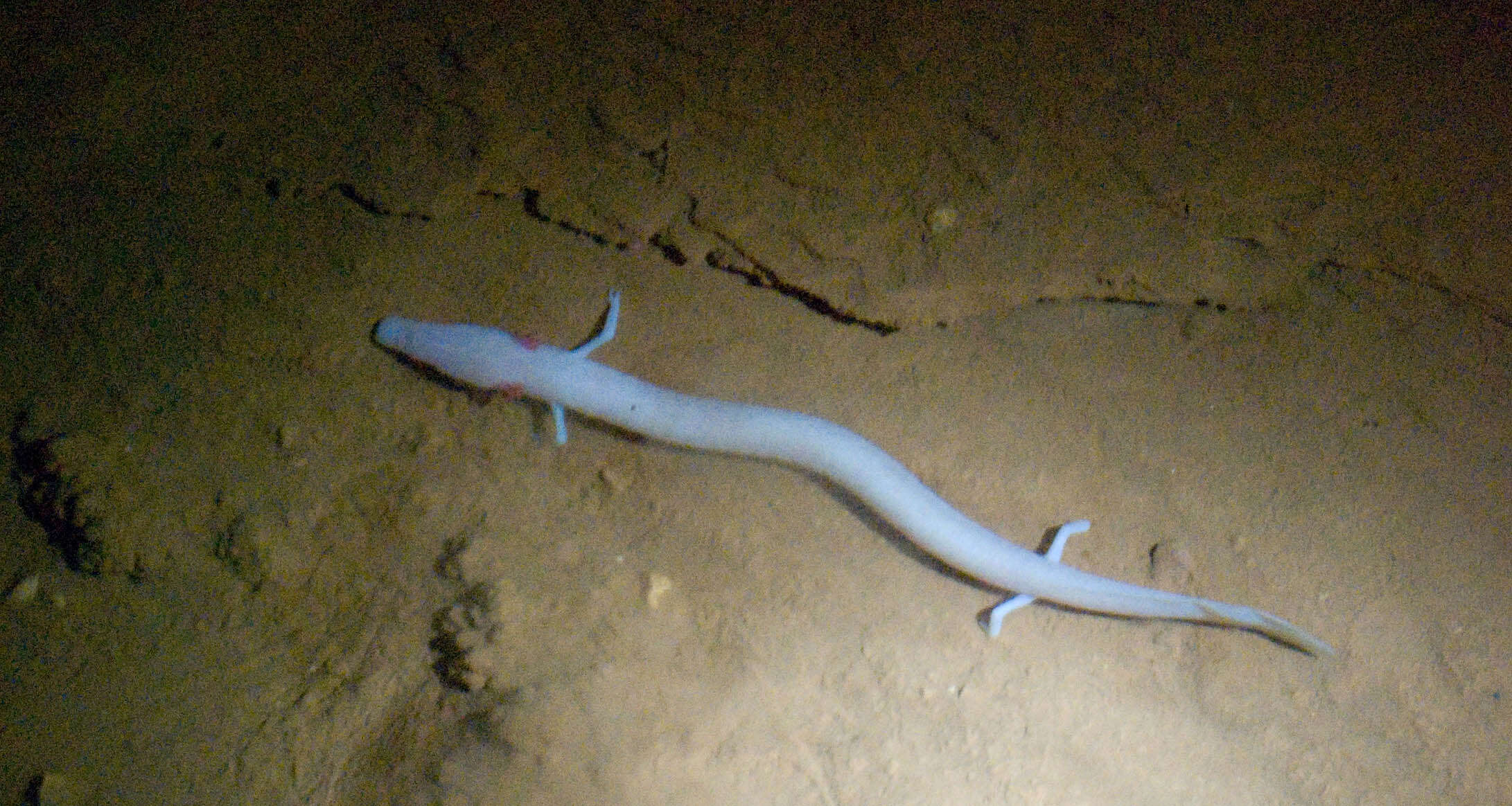 Image of Old World blind cave salamander