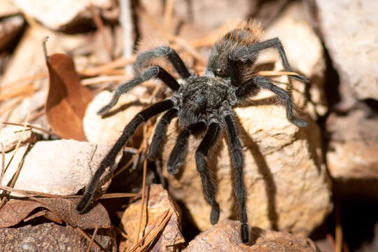 Image of Aphonopelma chiricahua Hamilton, Hendrixson & Bond 2016