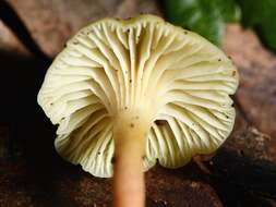 Image of Hygrophorus salmonipes G. Stev. 1963