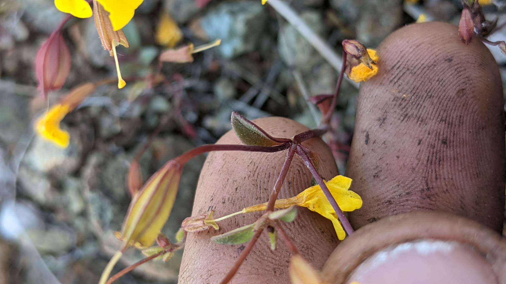 Image of Bare Monkey-Flower