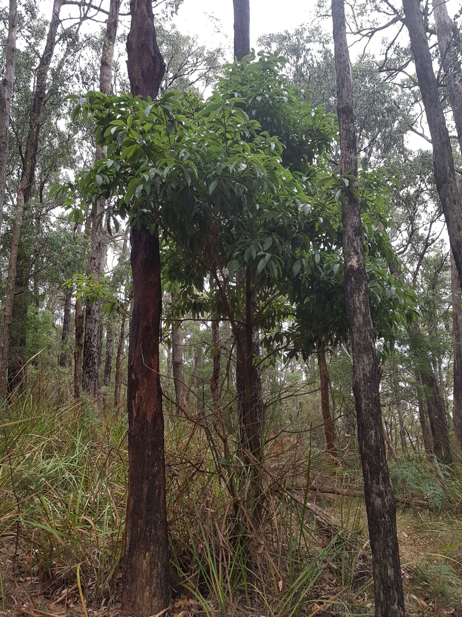 صورة Pittosporum undulatum Vent.