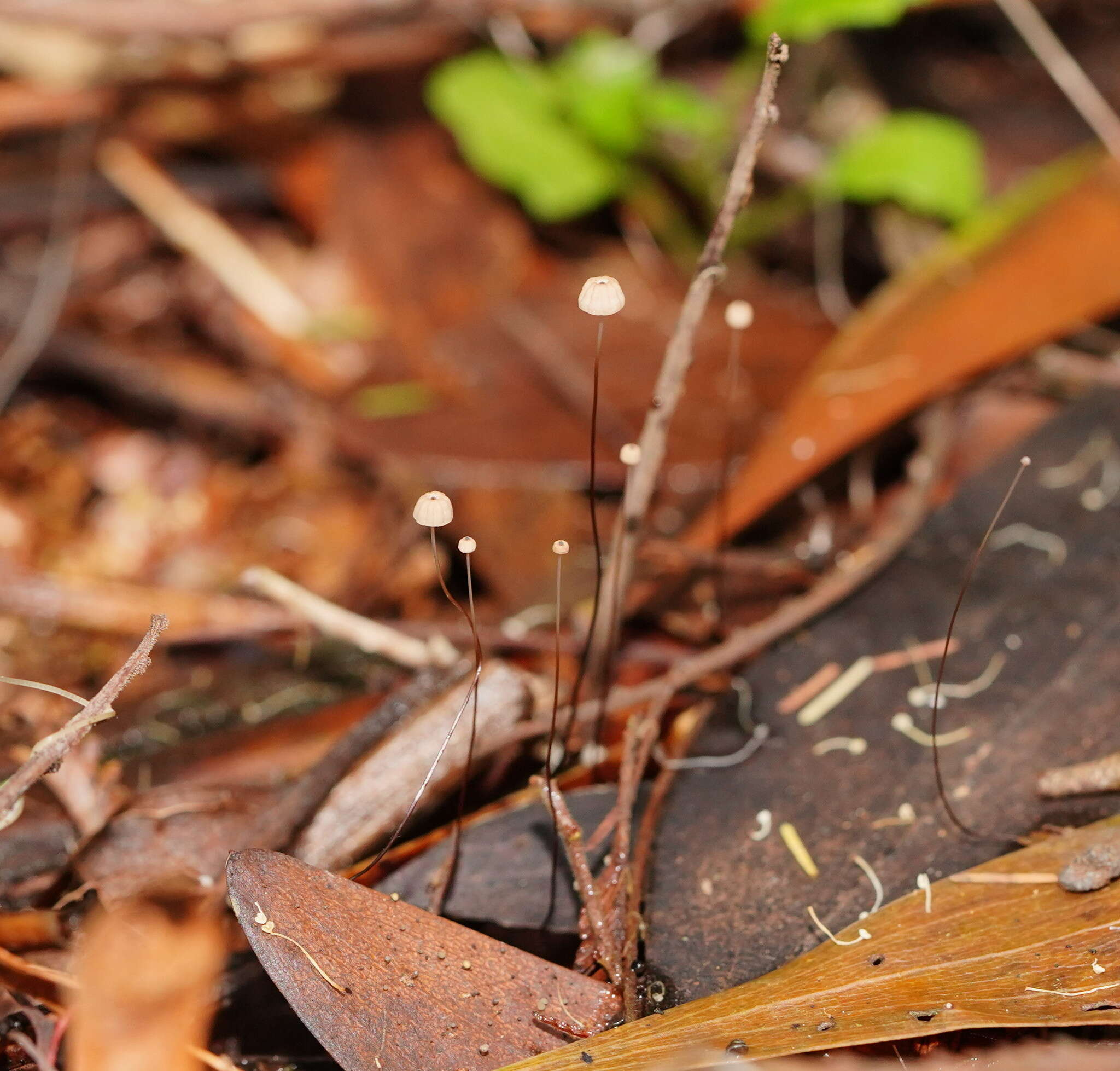 Image of Marasmius crinis-equi F. Muell. ex Kalchbr. 1880