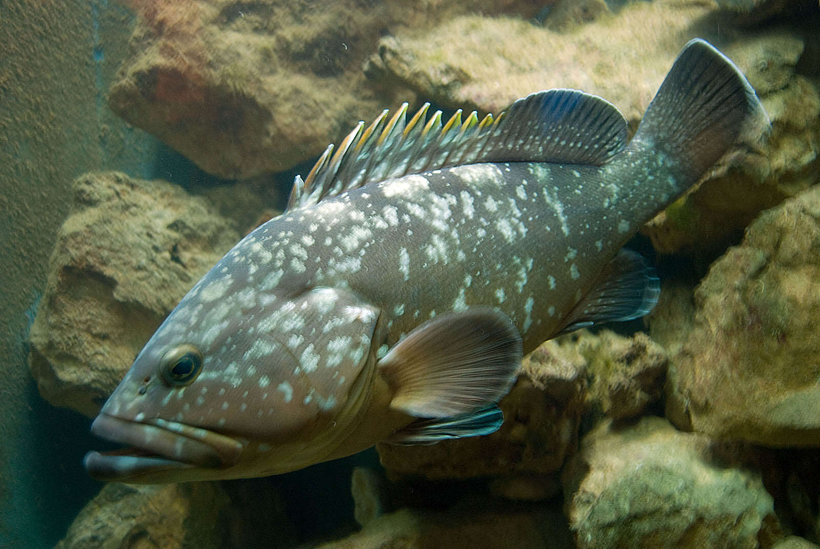 Image of Dusky Grouper