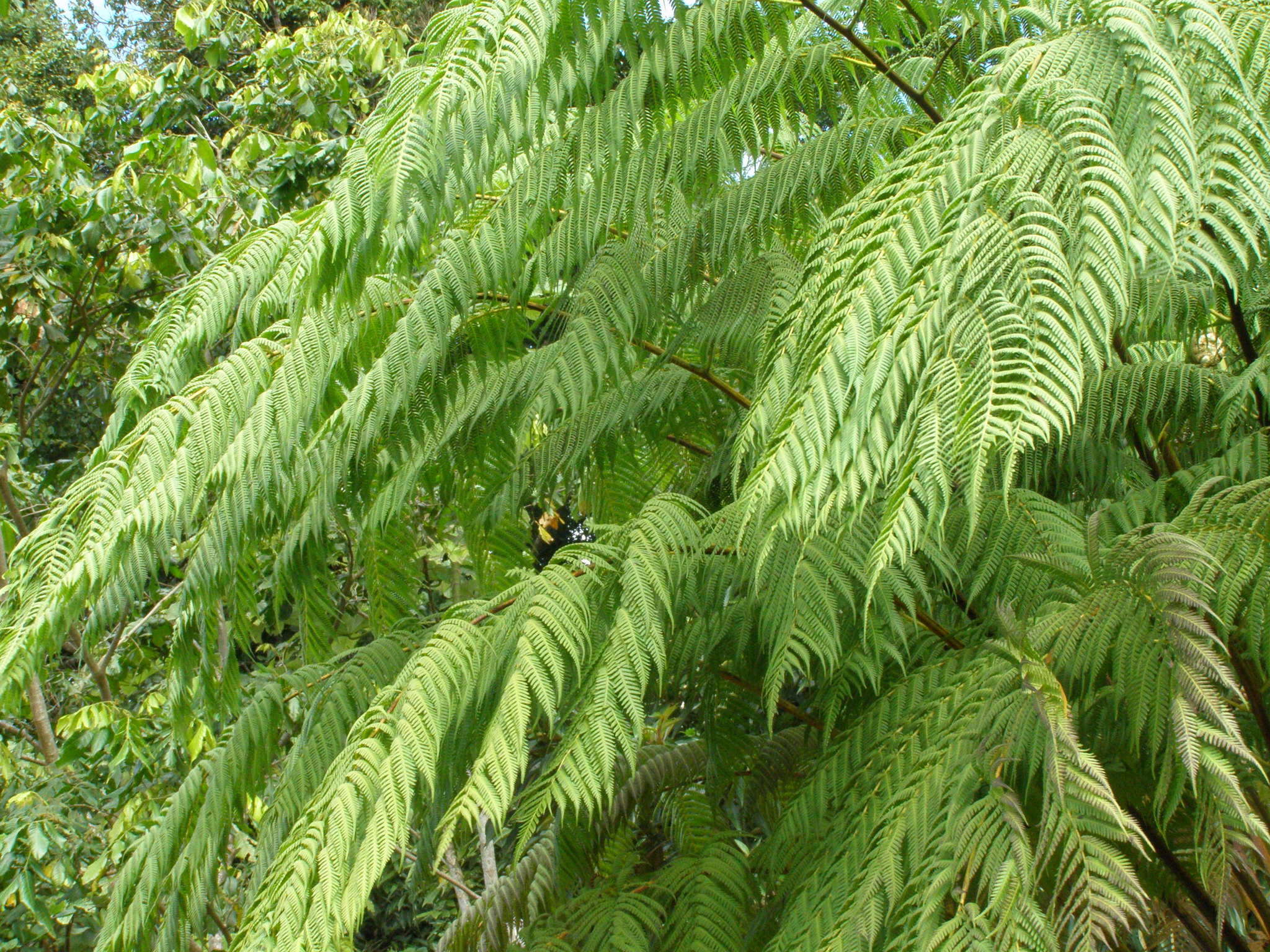 Image of West Indian treefern