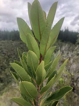 Image of Laurophyllus