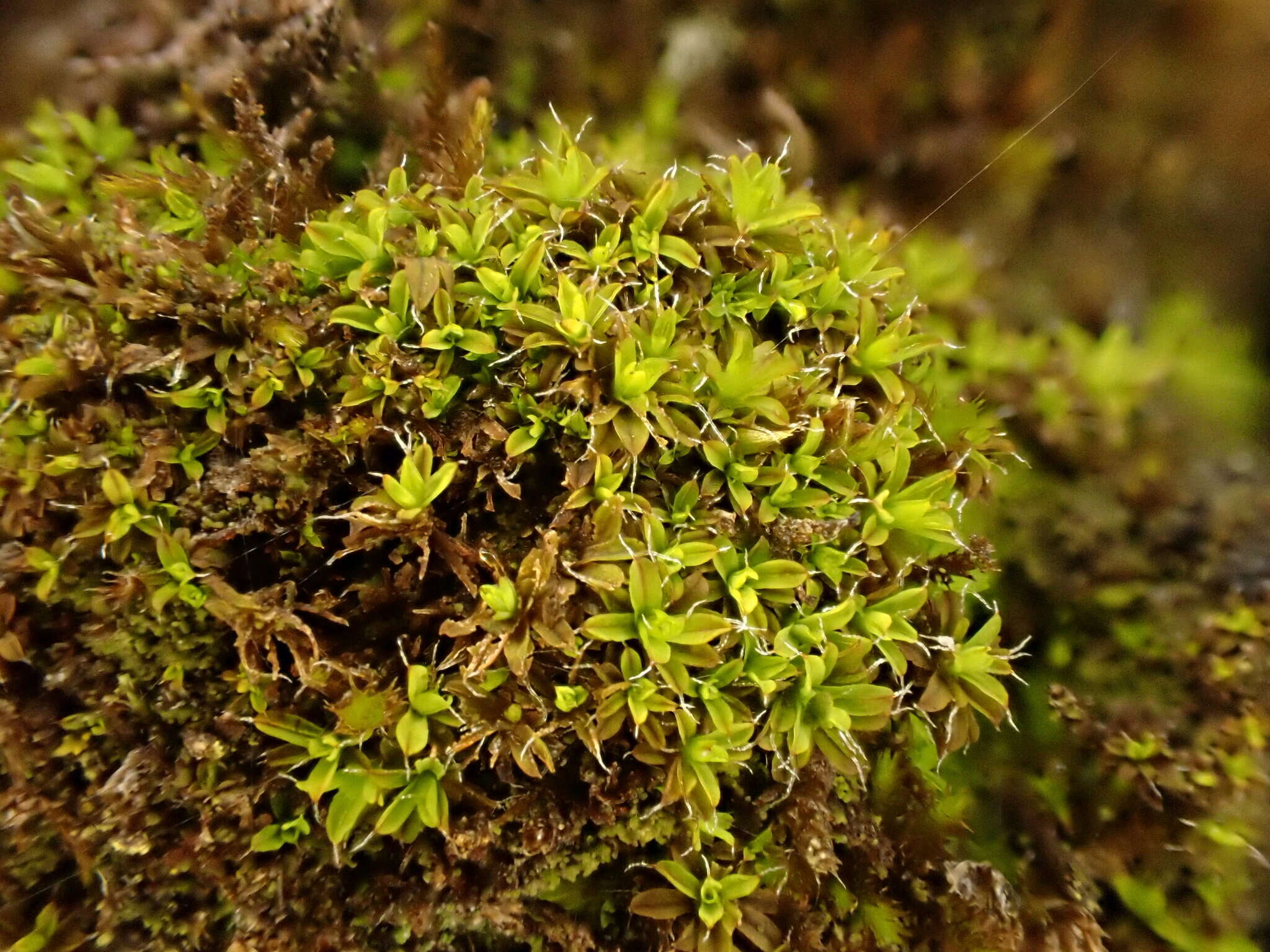 Image of Syntrichia virescens Ochyra 1992