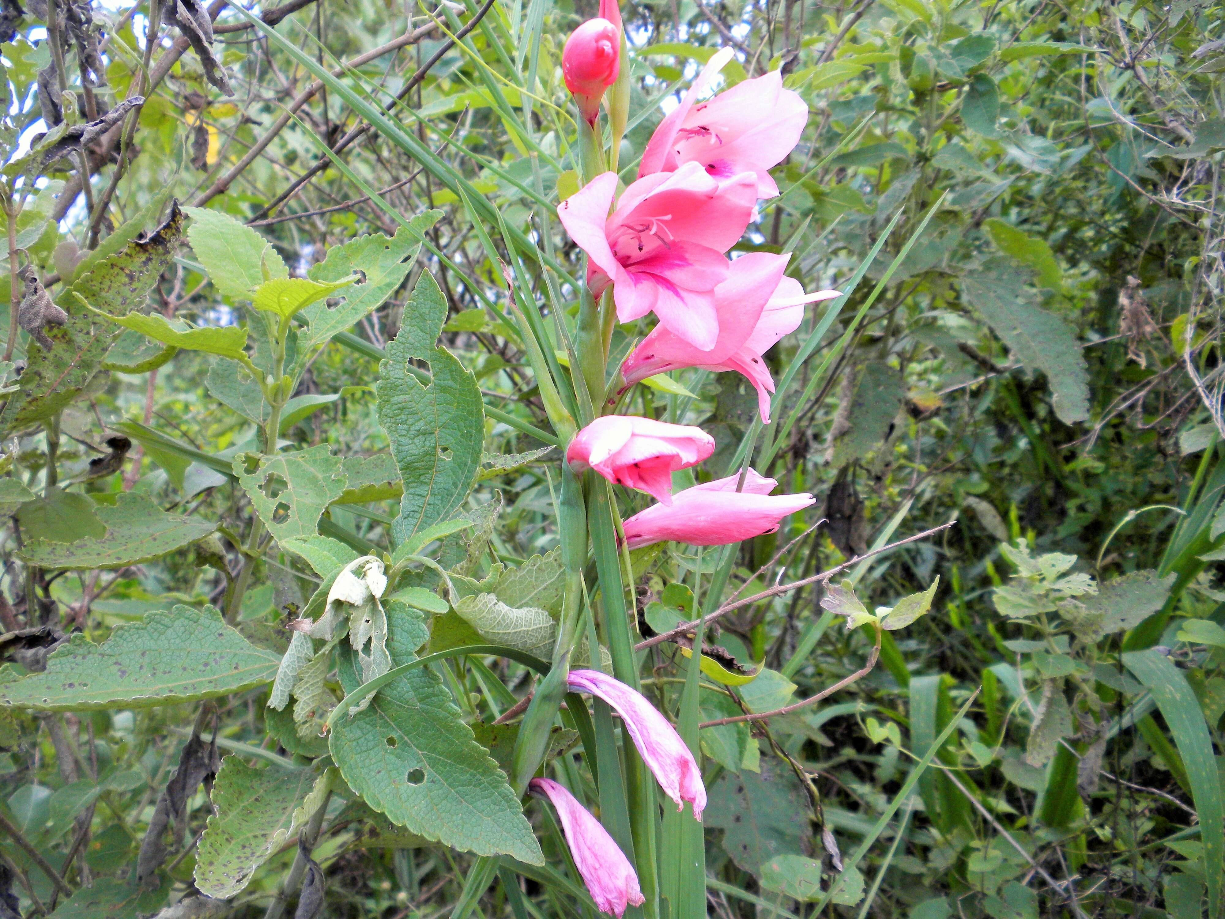 Image of Gladiolus illyricus W. D. J. Koch