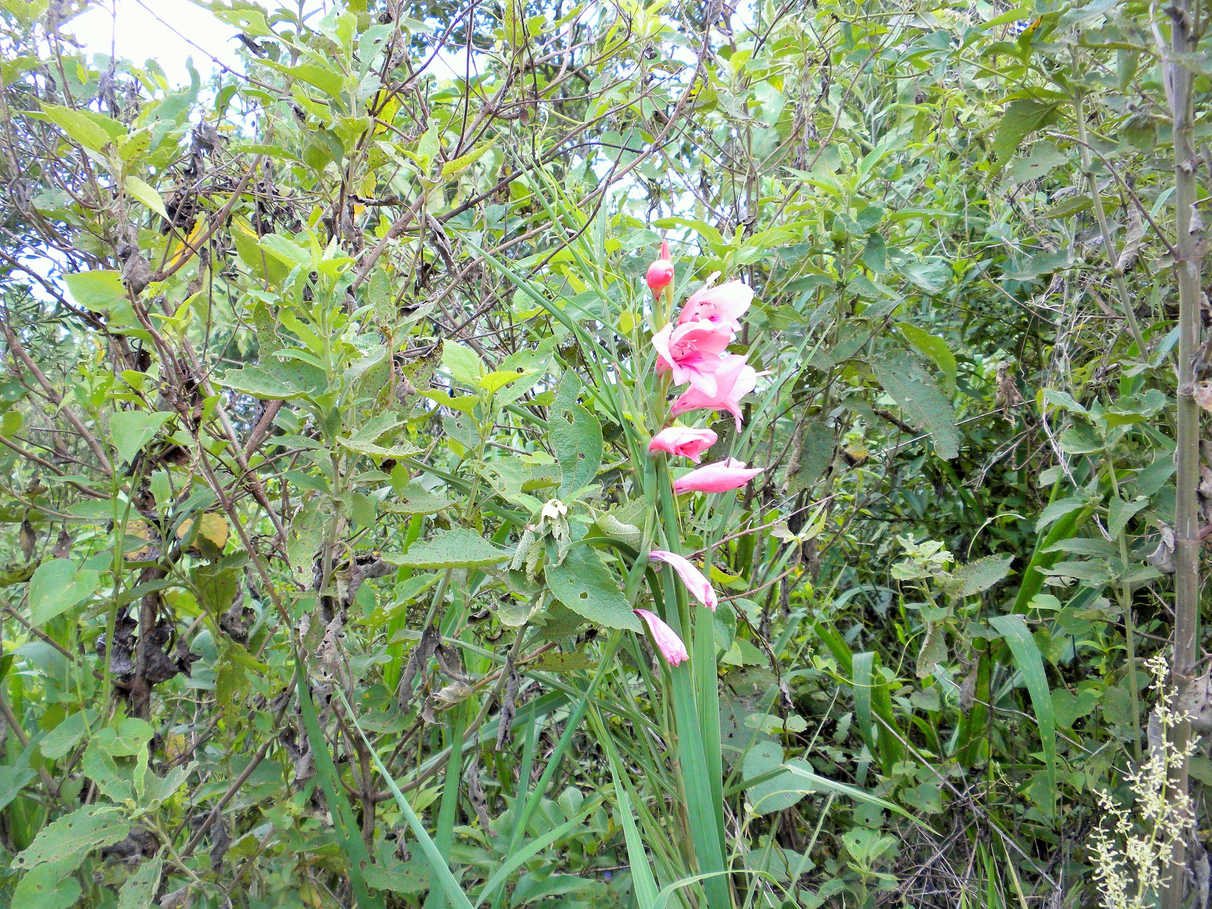 Image of Gladiolus illyricus W. D. J. Koch