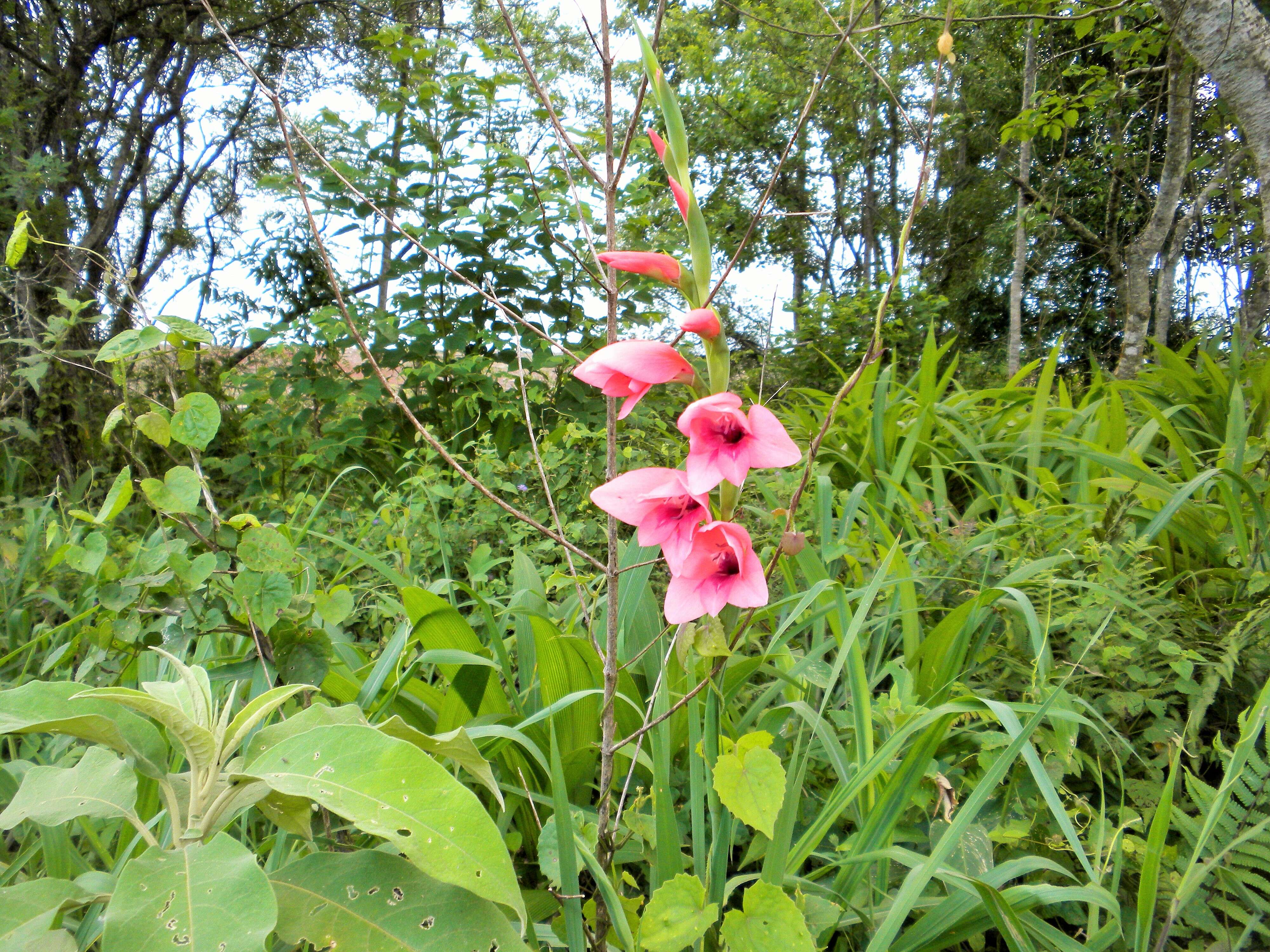 Image of Gladiolus illyricus W. D. J. Koch