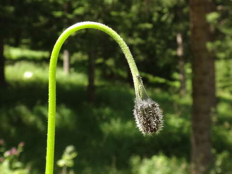 Слика од Leontodon hispidus subsp. hispidus