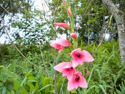 Image of Gladiolus illyricus W. D. J. Koch