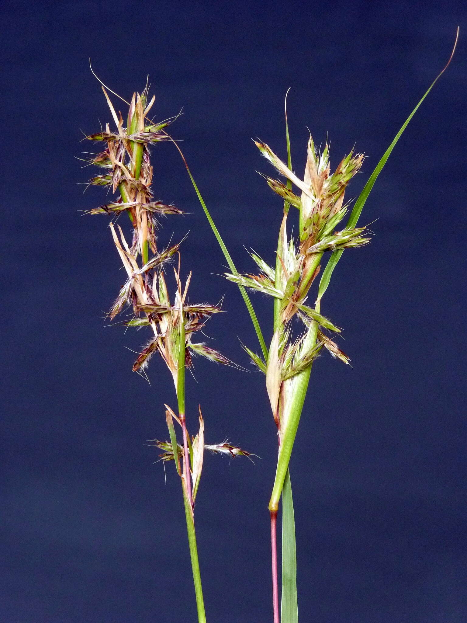 Sivun Cymbopogon marginatus (Steud.) Stapf ex Burtt Davy kuva