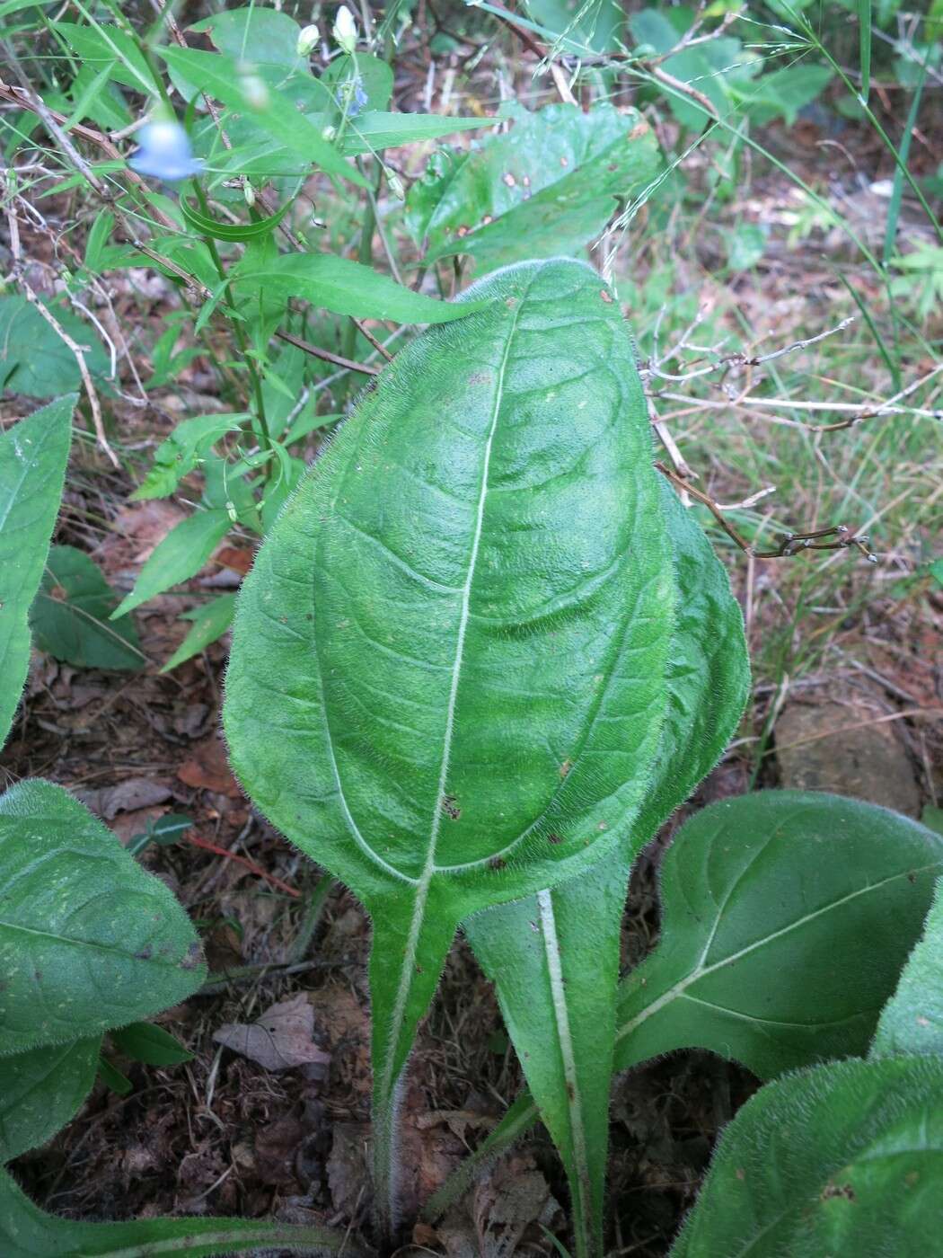 Image of purpledisk sunflower