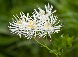 Image of Thalictrum aquilegiifolium