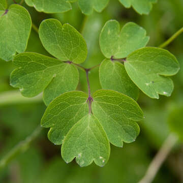 Image of Thalictrum aquilegiifolium